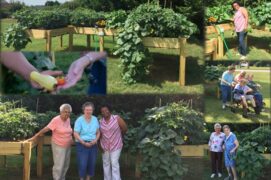 Bay Aging seniors gardening at Meadows Apartments